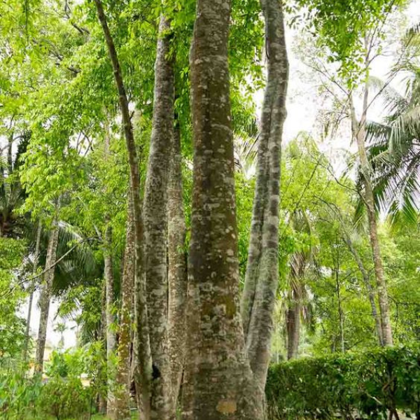 Agarwood tree