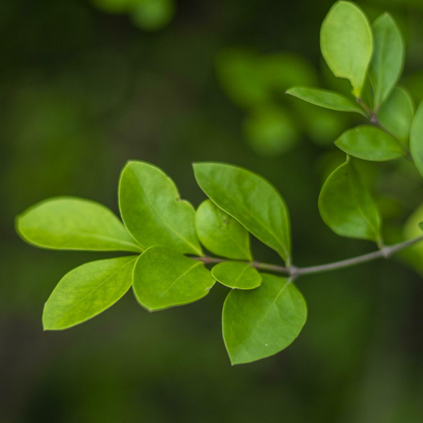 Mehendi (heena) leaves