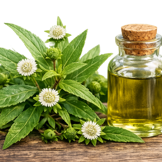 Bhringraj Extract