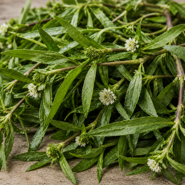 Bhringraj leaves